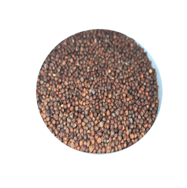 Broccoli sprout seeds - vegetable state guy!