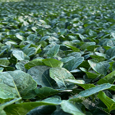 玖珍千畝西蘭花雲南基地