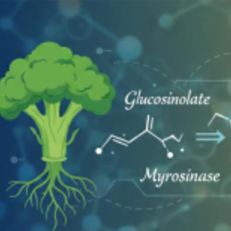 蘿蔔硫苷及其活性代謝產物蘿蔔硫素療效報告